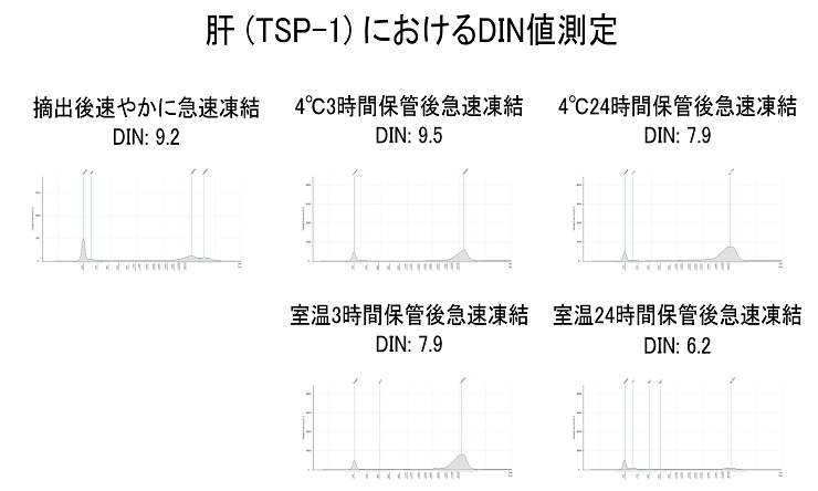 肝 (TSP-1) におけるDIN値測定