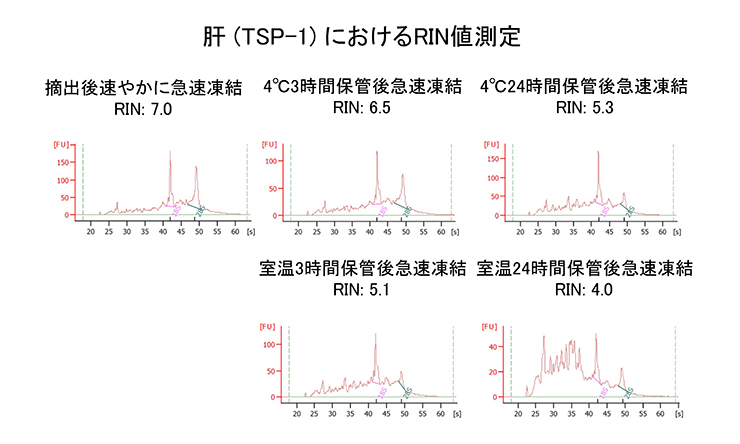 肝 (TSP-1) におけるRIN値測定