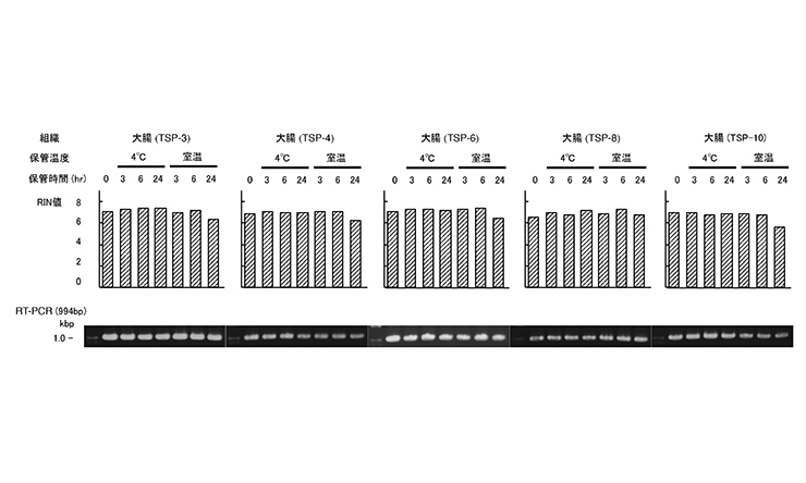 肝 (TSP-1) におけるRIN値測定のグラフ