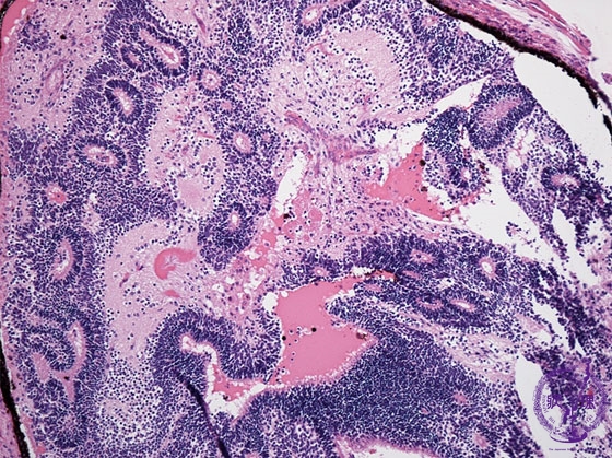 ���n��`��~�N�����iHE���g��j