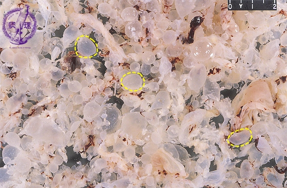 �E���فi�S�A�����j�}�N����