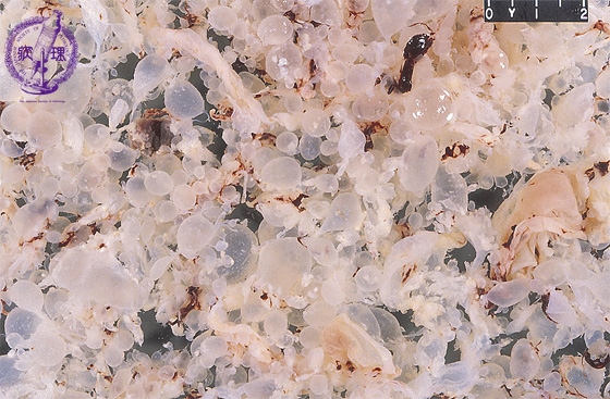 �E���فi�S�A�����j�}�N����